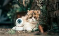 猫瘟猫开始大量喝水不吃怎么办呢