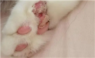 猫咪脚为什么软呢