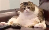 猫咪为什么怕喝酒的主人啊
