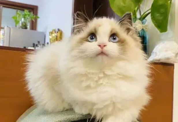 哈宠优选的猫怎么样?不妨来看看吧 哈宠优选的猫怎么样?不妨来看看吧