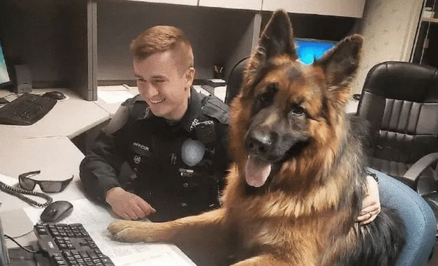 搜爆犬退役后闲不住，主人买来“弹药”