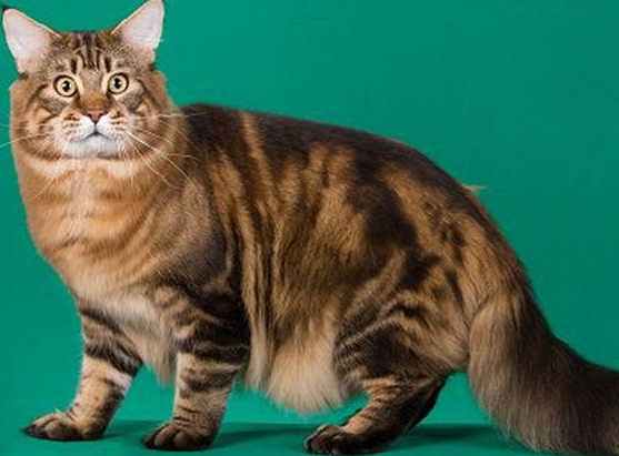 俄罗斯缅因猫价格图片