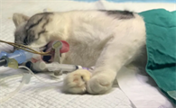猫咪为什么做了绝育很黏人啊