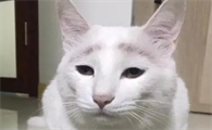 猫咪眉毛为什么会变稀少了