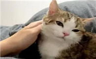 猫为什么踢自己的头发啊