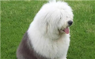古牧犬好不好养活