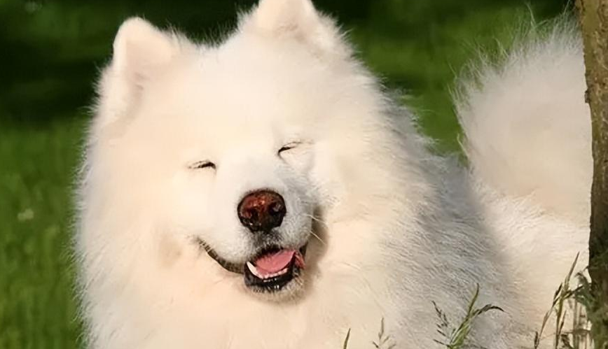 萨摩耶的性格怎么样