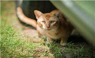 家猫在村里丢了怎么找回来啊