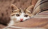 猫咪身上偶尔抖动是为什么原因