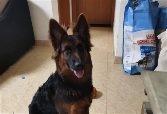 如何低价买德牧狗犬狗粮好呢