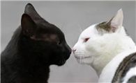 猫咪为什么会见面叫呢