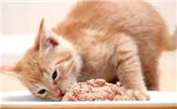猫咪吃饭为什么会呛人呢