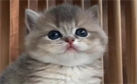 猫咪尿血是什么原因造成的
