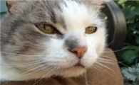 猫咪为什么会大口吐水呢