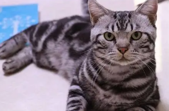 麒麟尾猫是畸形吗