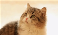 猫咪为什么会用腮部蹭啊