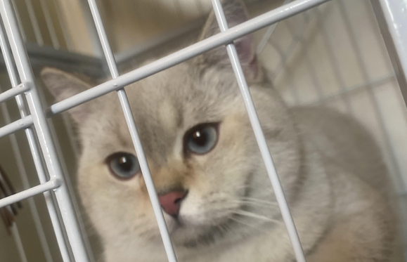 金点猫是怎么配出来的