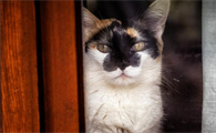 主人睡觉猫咪为什么刨被子呢