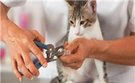 猫咪为什么要剪掉指甲缝呢