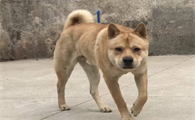 土狗看家怎么样好不好