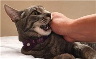 猫咪拍背为什么想咬人呢
