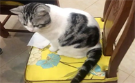 猫咪为什么会做凳子的动作