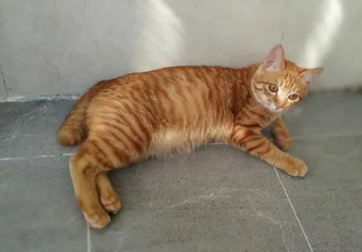 橘猫是土猫吗为什么