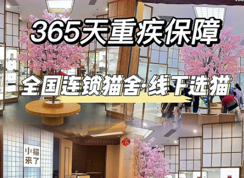 杭州哪里买猫靠谱|推荐猫舍|小猫来了 杭州哪里买猫靠谱|推荐猫舍|小猫来了