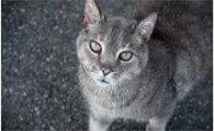 猫咪为什么要用笼子养它呢