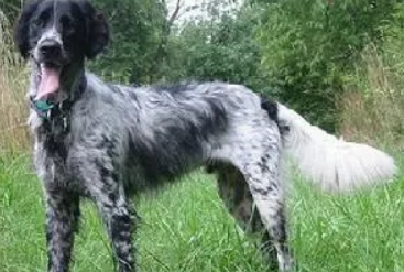 明斯特兰德犬是什么样的狗狗? 明斯特兰德犬是什么样的狗狗?
