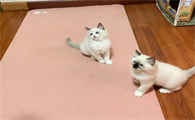 猫咪为什么喜欢靠头睡觉