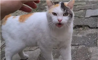猫咪为什么向路人叫呢
