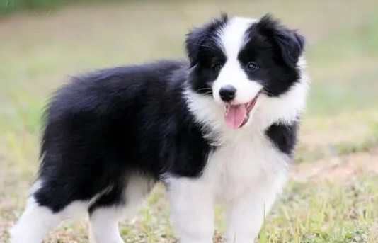 边牧犬价格怎么样啊多少钱