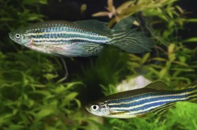 多久给斑马鱼喂食一次比较好