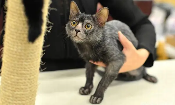狼猫是什么动物
