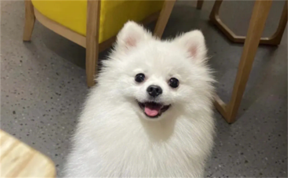 博美狗狗性格怎么样啊