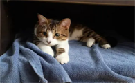 猫咪到新家为什么会害怕呢