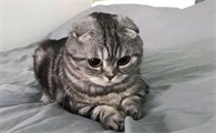 如何让猫咪克服不安和孤独感的心理