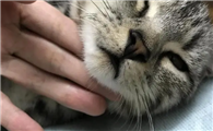 猫咪嘴边黄黄的为什么啊