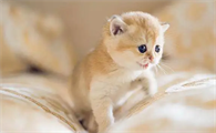 怎么养小猫需要注意什么