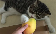猫能吃芒果吗为什么