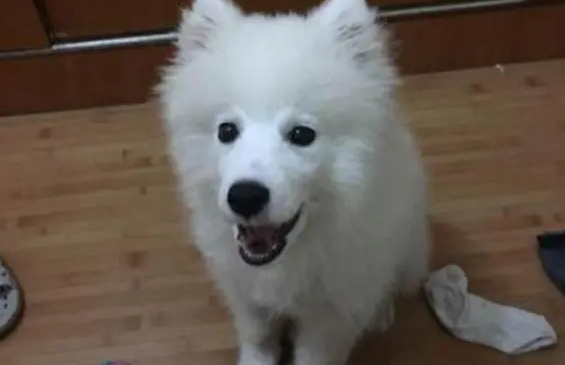 萨摩耶猴脸期会持续多长时间啊