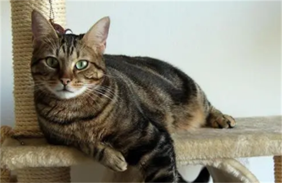 虎皮猫与虎斑猫的区别是什么？很多人都分不清楚