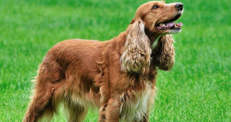 可卡幼犬标准外貌特征 可卡幼犬标准外貌特征