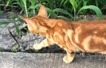 虎皮猫是什么品种的猫?你知道吗 虎皮猫是什么品种的猫?你知道吗