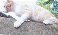 猫咪为什么喜欢在墙上走呢