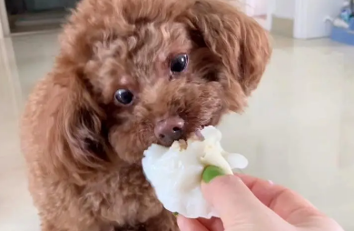 泰迪吃生饺子会怎么样吗 泰迪吃生饺子会怎么样吗