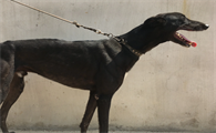 格力犬的性格与特点