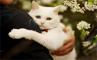猫咪会被人感动吗为什么呢