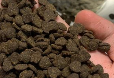 宠蓓佳猫粮怎么样?一文告诉你 宠蓓佳猫粮怎么样?一文告诉你